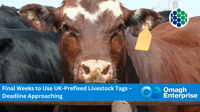 A brown cow with a yellow ear tag stands among other cattle. Banner text reads: "Final Weeks to Use UK-Prefixed Livestock Tags – Deadline Approaching. Omagh Enterprise.