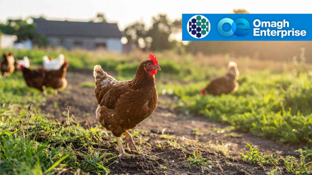 A brown chicken stands on grass in a sunlit farmyard with other chickens in the background; Omagh Enterprise logo is displayed in the upper right corner.