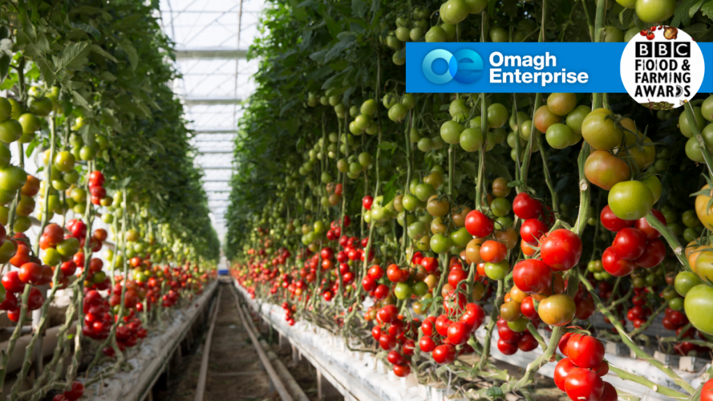 Rows of tomato plants growing in a greenhouse with red and green tomatoes; Omagh Enterprise and BBC Food & Farming Awards logos are visible at the top right.