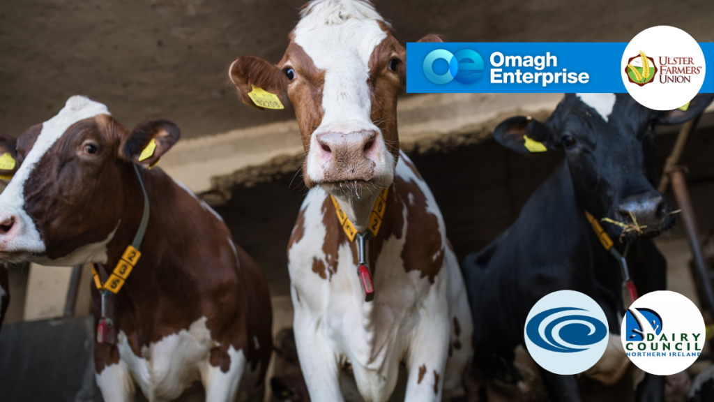 Three cows in a barn, each wearing yellow ear tags and collars, with logos for Omagh Enterprise, Ulster Farmers’ Union, and Dairy Council Northern Ireland overlaid.