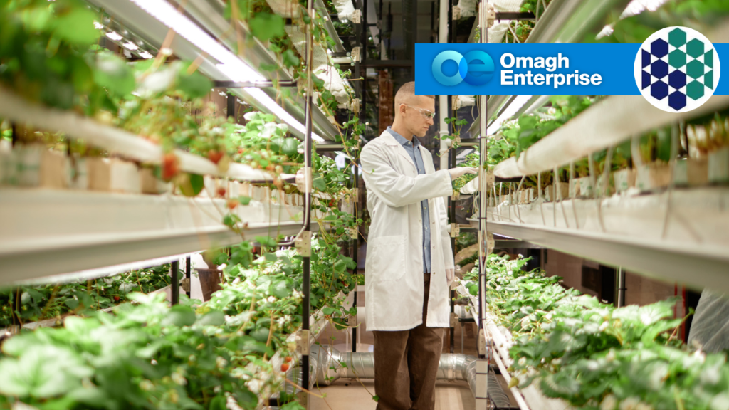 A researcher in a lab coat inspecting strawberry plants in a vertical indoor farm, with the Omagh Enterprise logo in the corner.